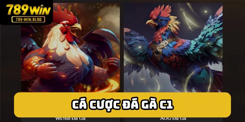 Đá gà C1 là giải đấu dành cho chọi kê cựa sắt