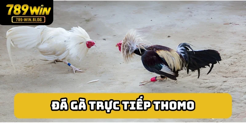 Đá gà trực tiếp Thomo