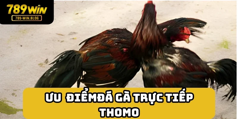 Những trận đấu Thomo hút khách vì nhiều đặc điểm hay